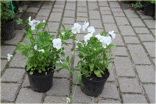 Fiołek rogaty biały Viola cornuta