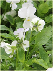 Fiołek rogaty biały Viola cornuta
