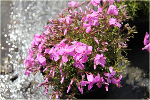 Floks płomyk Dauglasa różowy