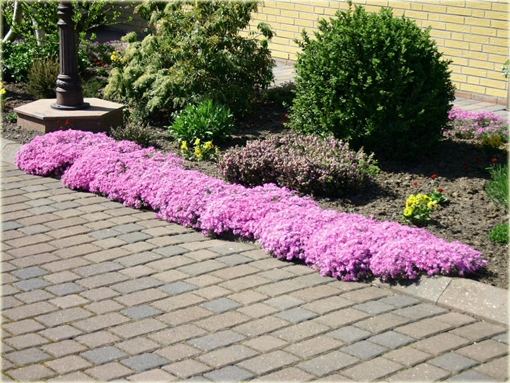 Floks płomyk Dauglasa różowy