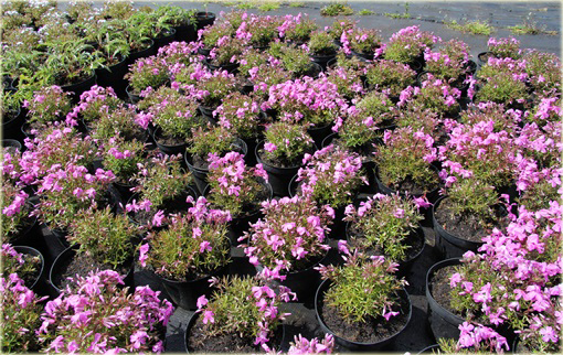 Floks płomyk Dauglasa różowy