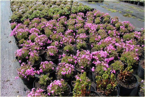 Floks płomyk Dauglasa różowy