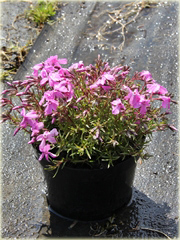 Floks płomyk Dauglasa różowy