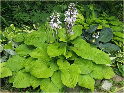 Funkia August Moon Hosta august moon