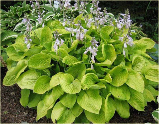 Funkia August Moon Hosta august moon