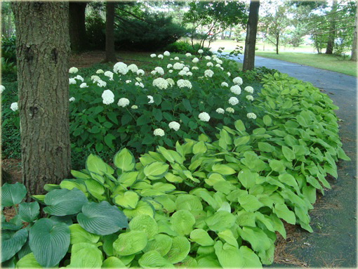 Funkia August Moon Hosta august moon