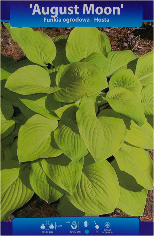 Funkia August Moon Hosta august moon