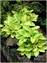 Funkia August Moon  Hosta august moon 
