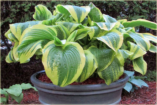 Funkia Aureomarginata Hosta aureomarginata