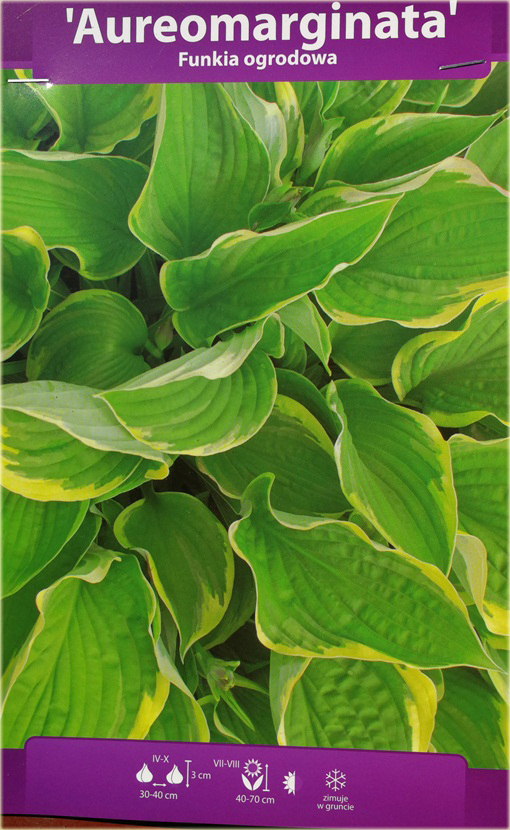 Funkia Aureomarginata Hosta aureomarginata