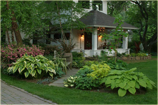 Funkia Aureomarginata Hosta aureomarginata