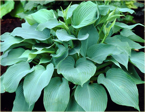 Funkia Blue Angel Hosta Blue Angel