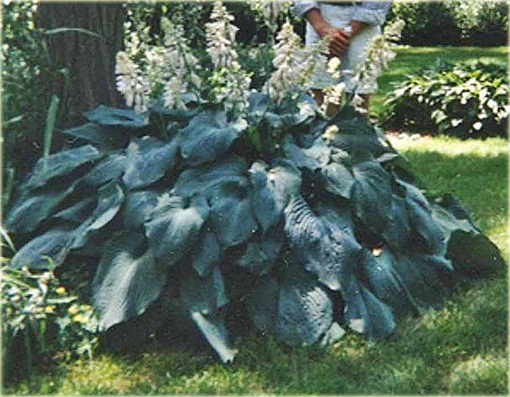 Funkia Blue Angel Hosta Blue Angel