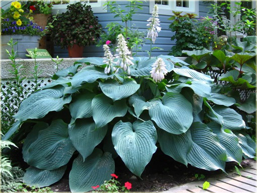 Funkia Blue Angel Hosta Blue Angel