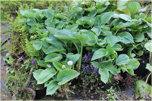 Funkia Blue Angel Hosta Blue Angel