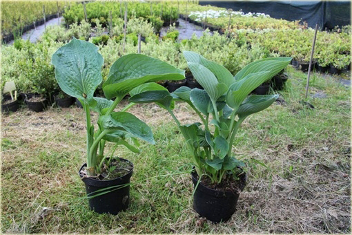 Funkia Blue Angel Hosta Blue Angel