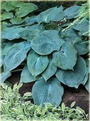 Funkia Blue Angel  Hosta Blue Angel 

