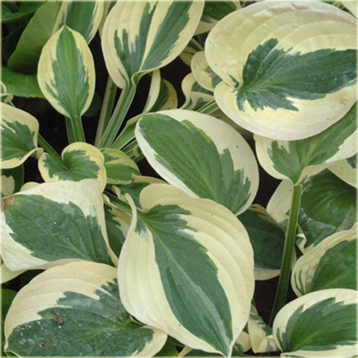 Funkia Brim Cup Hosta brim cup