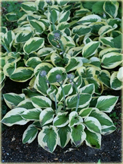Funkia Brim Cup  Hosta brim cup 
