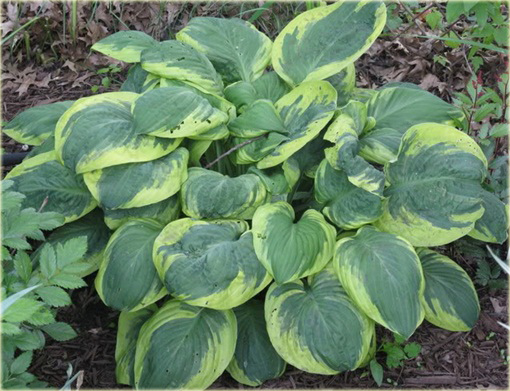 Funkia Carnival Hosta Carnival
