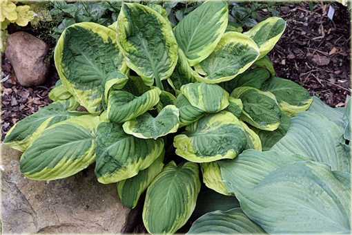 Funkia Carnival Hosta Carnival