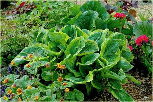 Funkia Carnival Hosta Carnival