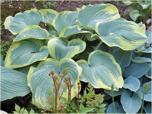 Funkia Earth Angel Hosta Earth Angel
