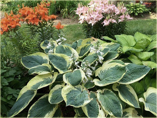 Funkia Earth Angel Hosta Earth Angel