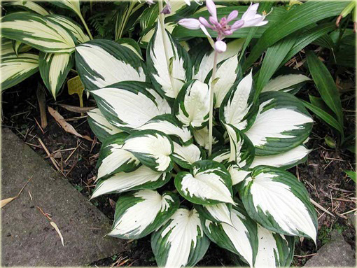 Funkia Fire and Ice Hosta Fire & Ice