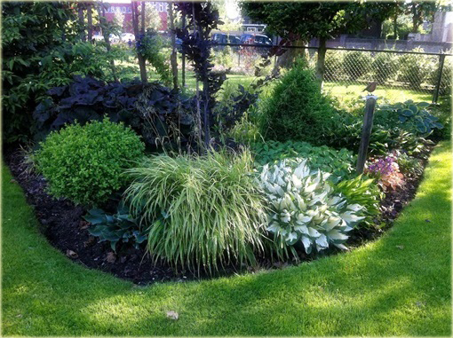 Funkia Fire and Ice Hosta Fire & Ice