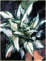 Funkia Fire and Ice Hosta Fire & Ice
