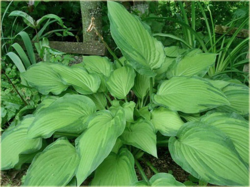 Funkia fortunei Albopicta Hosta fortunei Albopicta