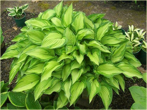 Funkia fortunei Albopicta Hosta fortunei Albopicta