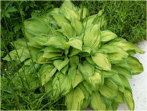 Funkia fortunei Albopicta Hosta fortunei Albopicta