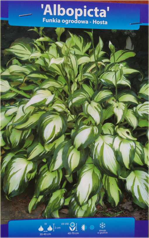 Funkia fortunei Albopicta Hosta fortunei Albopicta