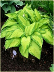 Funkia fortunei Albopicta Hosta fortunei Albopicta

