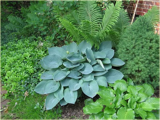 Funkia Fragrant Blue  Hosta Fragrant Blue 