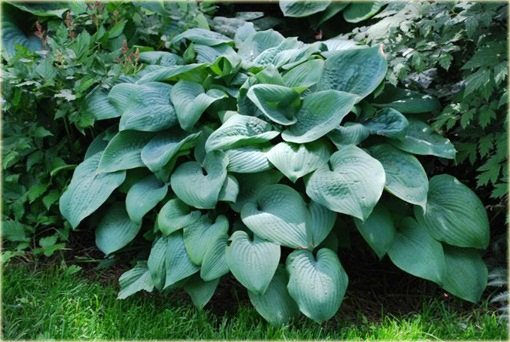 Funkia Fragrant Blue  Hosta Fragrant Blue 