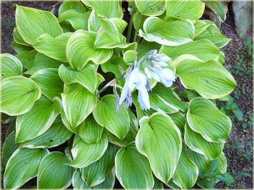 Funkia Fragrant Bouquet Hosta Fragrant Bouquet