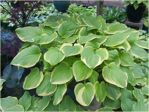 Funkia Fragrant Bouquet Hosta Fragrant Bouquet