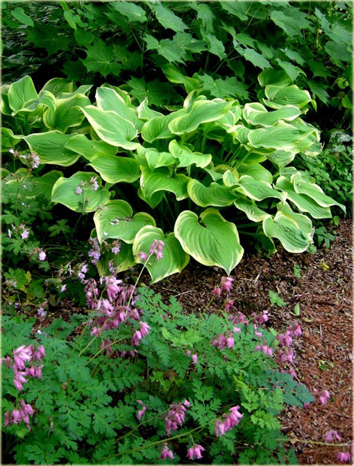 Funkia Fragrant Bouquet Hosta Fragrant Bouquet