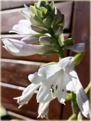 Funkia Fragrant Bouquet Hosta Fragrant Bouquet

