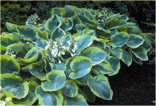 Funkia Frances Williams  Hosta frances williams 