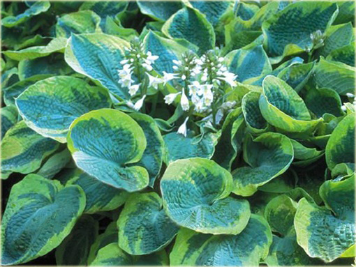 Funkia Frances Williams  Hosta frances williams 