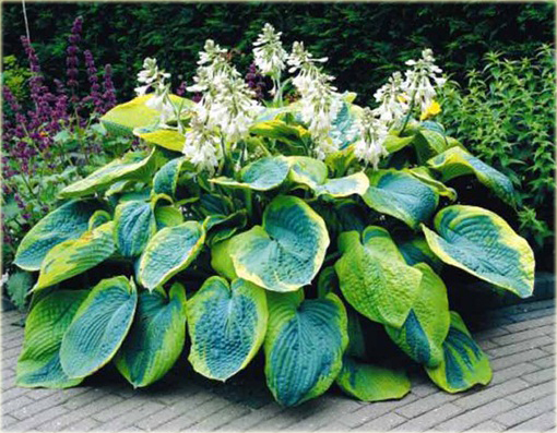 Funkia Frances Williams  Hosta frances williams 