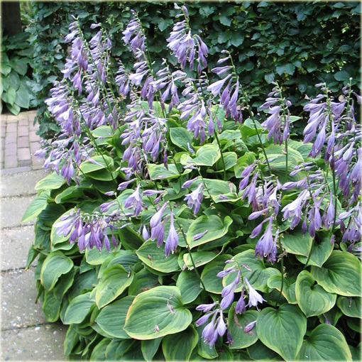 Funkia Golden Tiara Hosta Golden Tiara