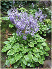 Funkia Golden Tiara Hosta Golden Tiara
