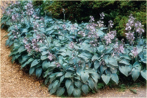 Funkia Halcyon Hosta Halcyon