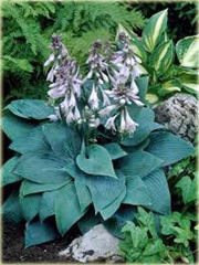 Funkia Halcyon Hosta Halcyon
