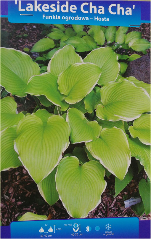 Funkia Lakeside Cha Cha Hosta lakeside cha cha